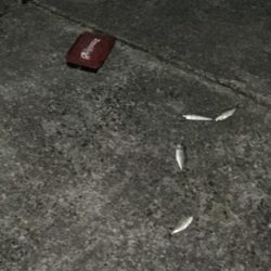 アジ ガシラ メッキ アオリイカ